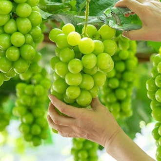 ���� ���� ������Ʈ ���絵 ���θӽ��� 2kg